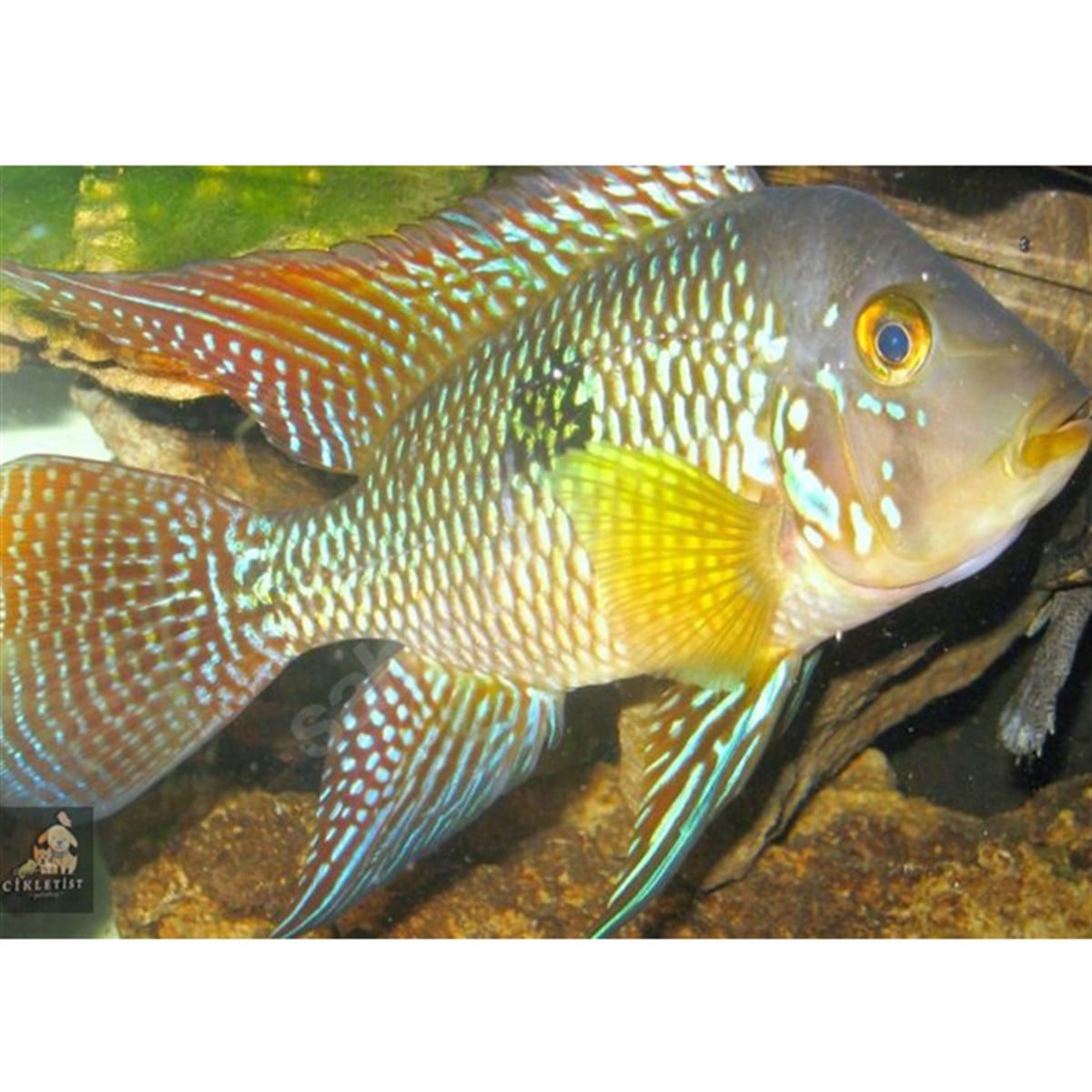 GEOPHAGUS BRASİLİENSİScanlı-206