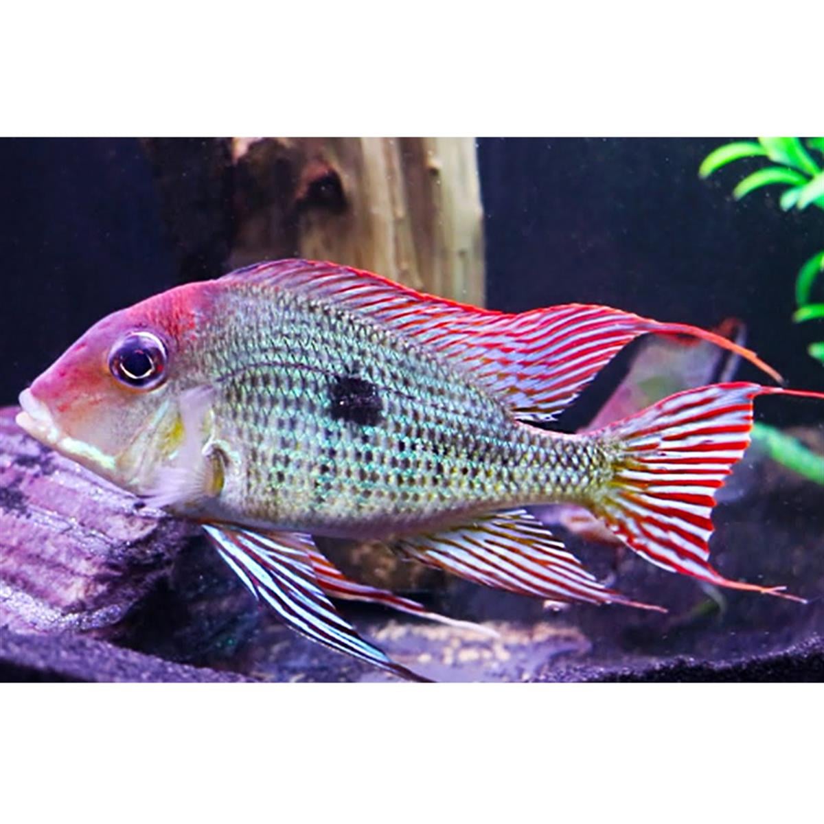 GEOPHAGUS HONGDEAcanlı-325
