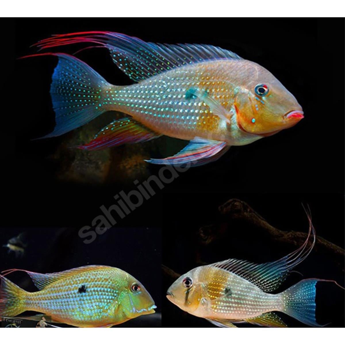 GEOPHAGUS THREADFİN ACARA HECKELLİcanlı-267