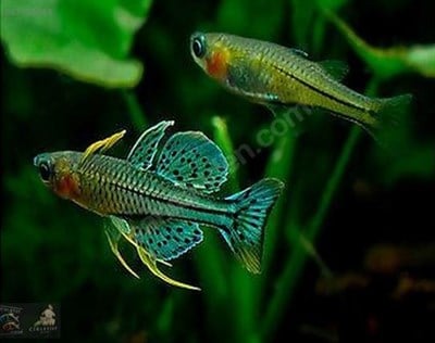 GERTRUADE BUTTERFLY RAINBOW