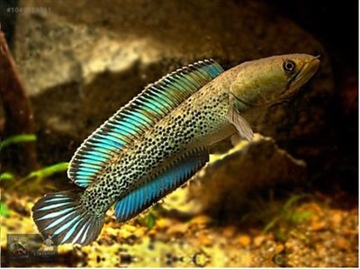 GOLDEN SNAKEHEAD STEWARTİİ CHANNA