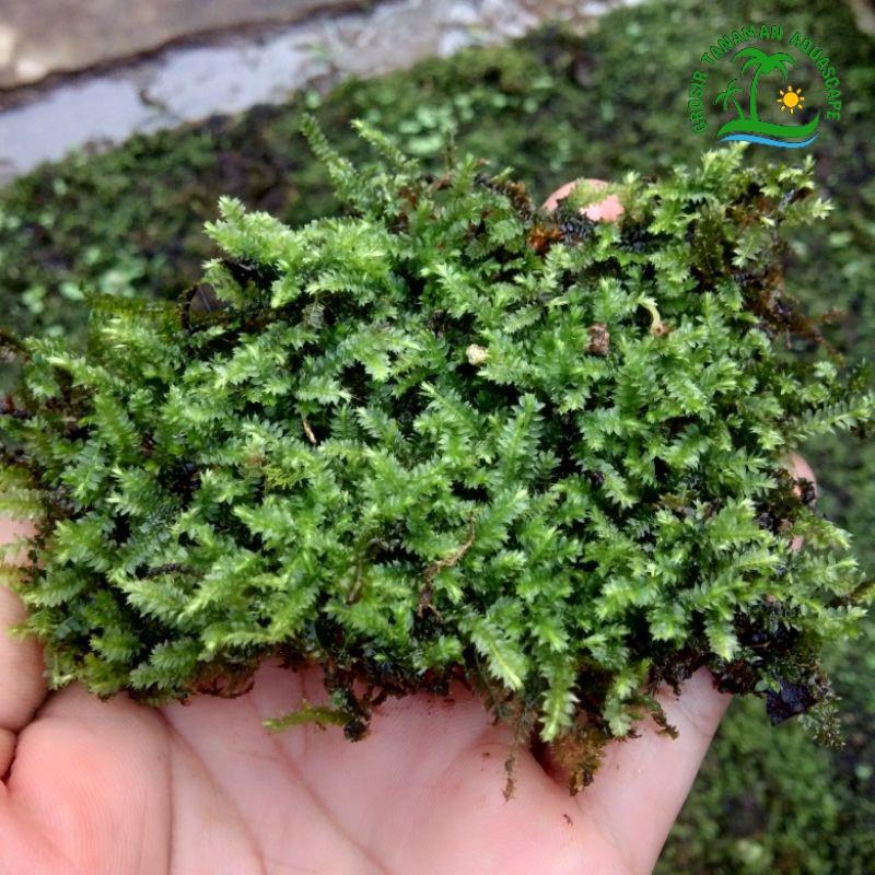 Gorontolo Moss 5 gr KapSP1296A