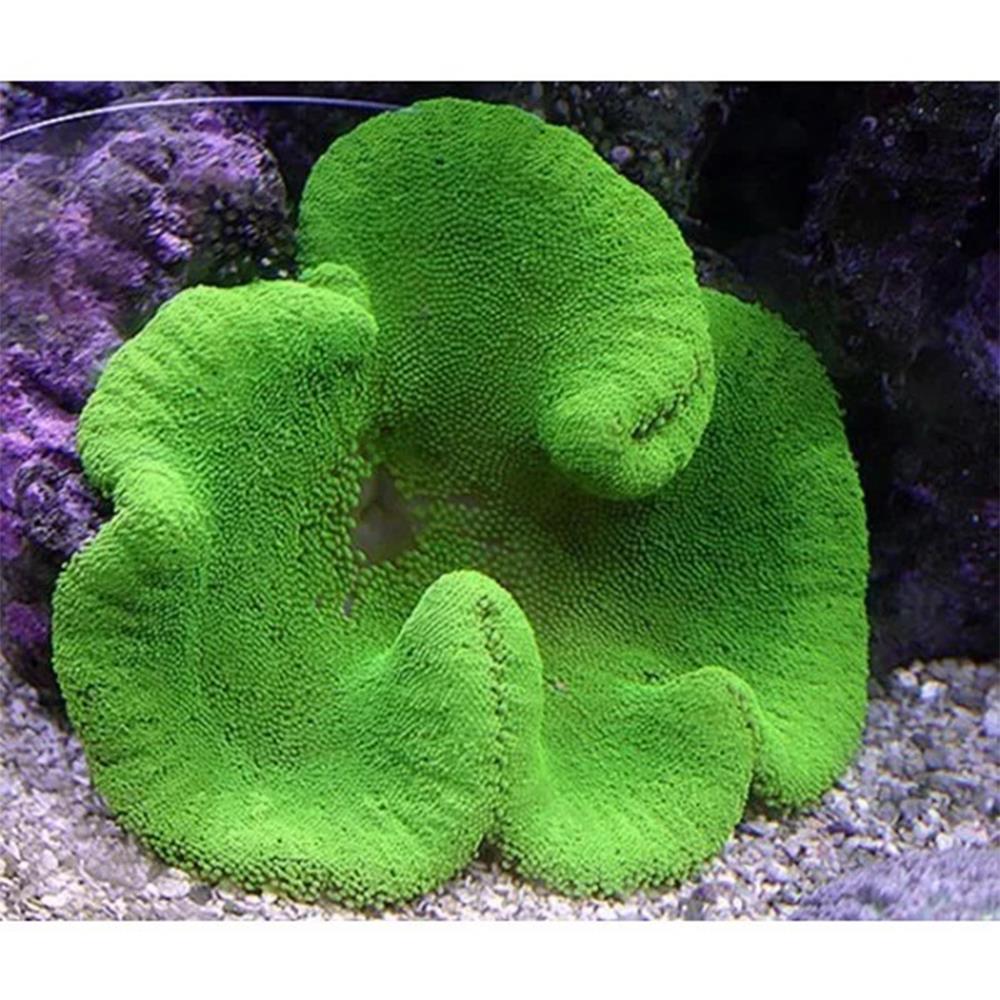 Green Carpet Anemonecanlı-426