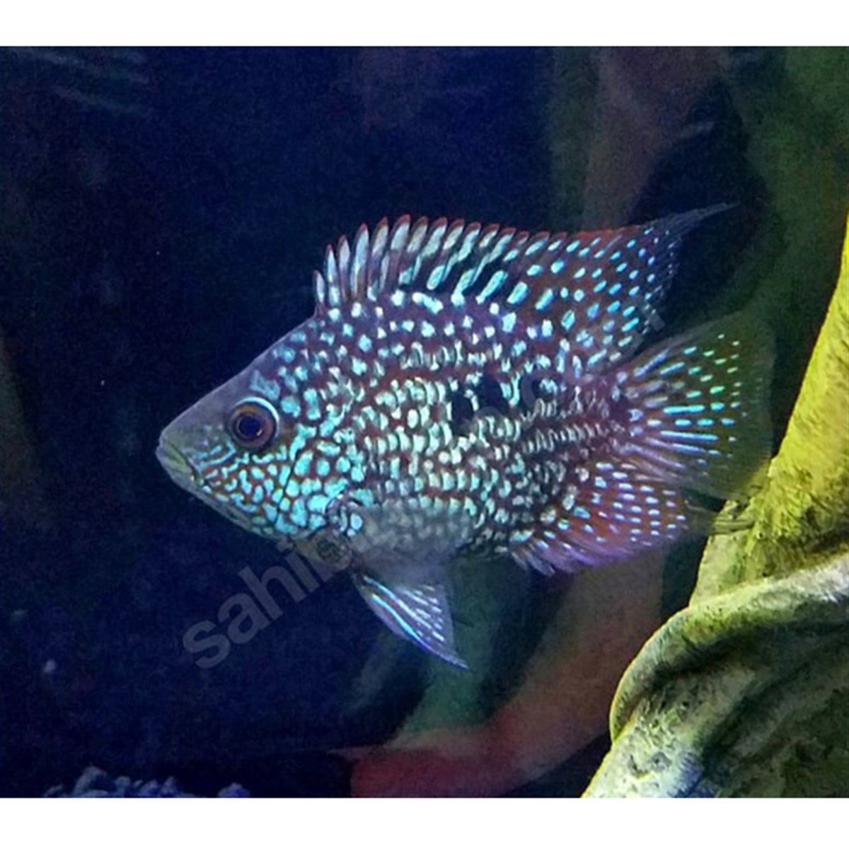 GREEN TEXAS CİKLET BALIKLARIcanlı-216