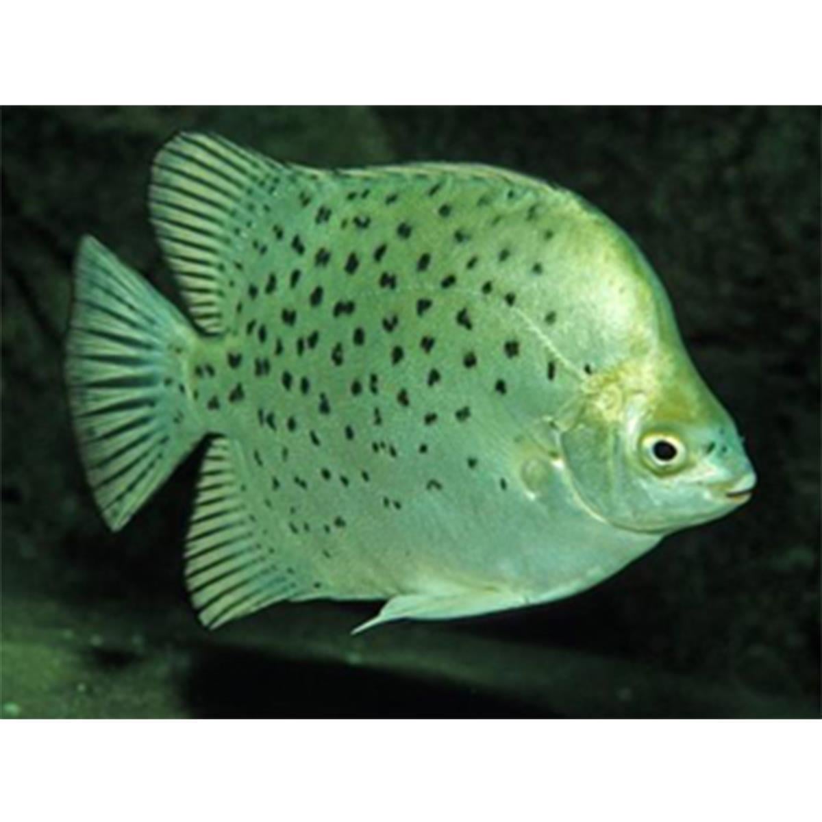 GREEN YEŞİL ARGUScanlı-400