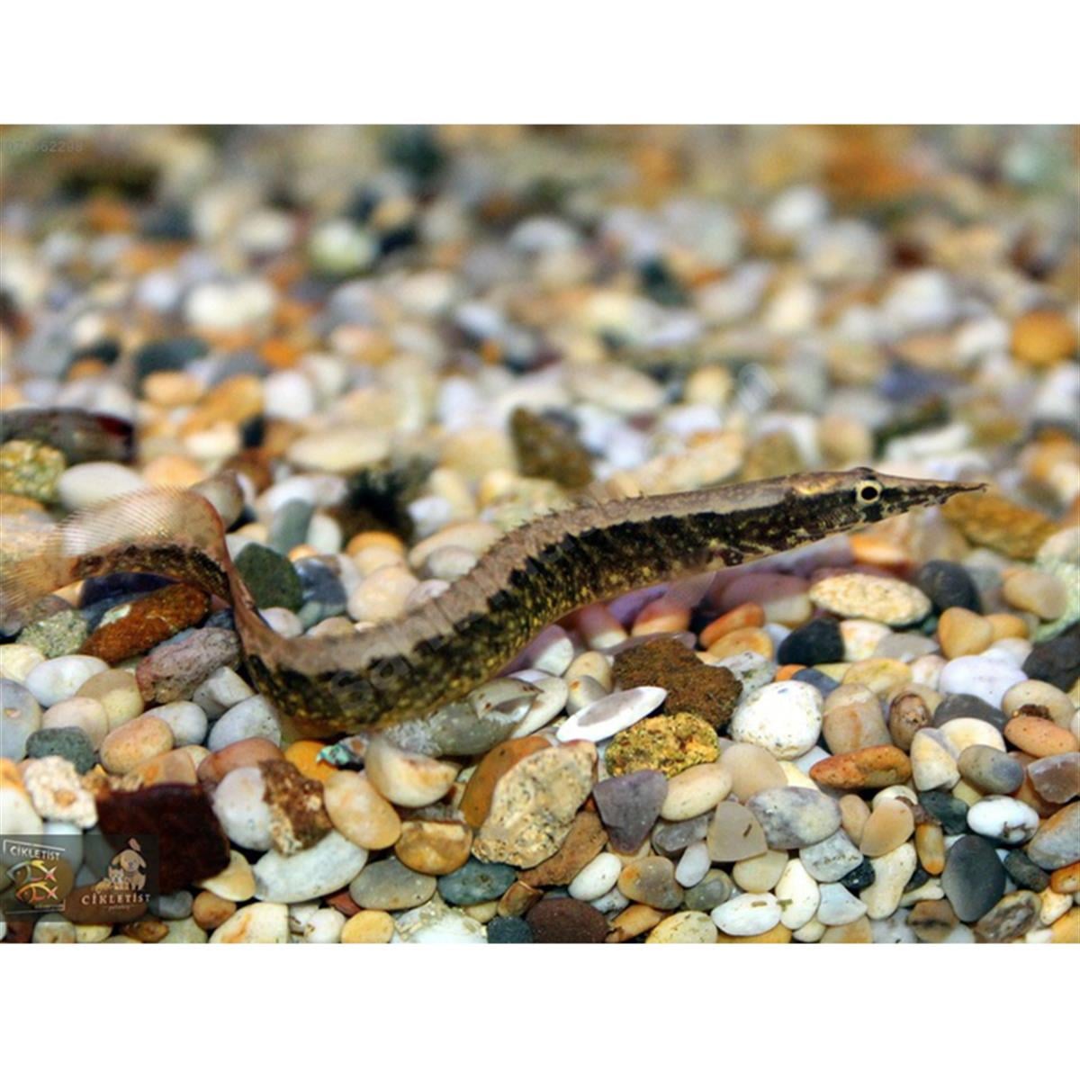 HALF BANDED SPINY EELcanlı-286
