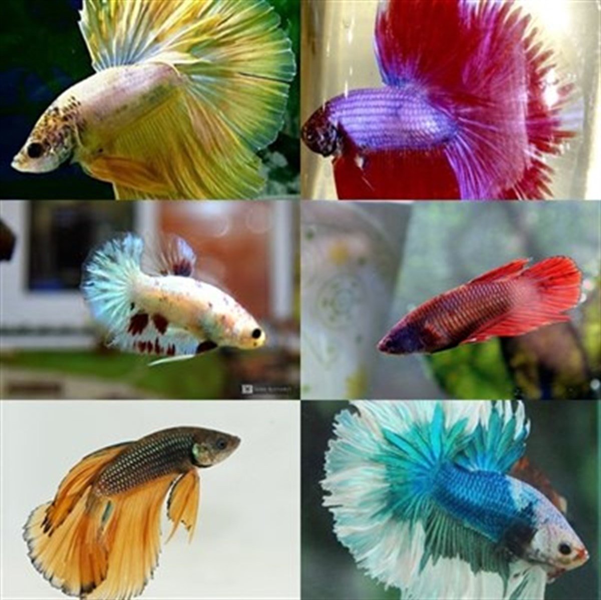 HALFMOON BETTA BALIKLARI