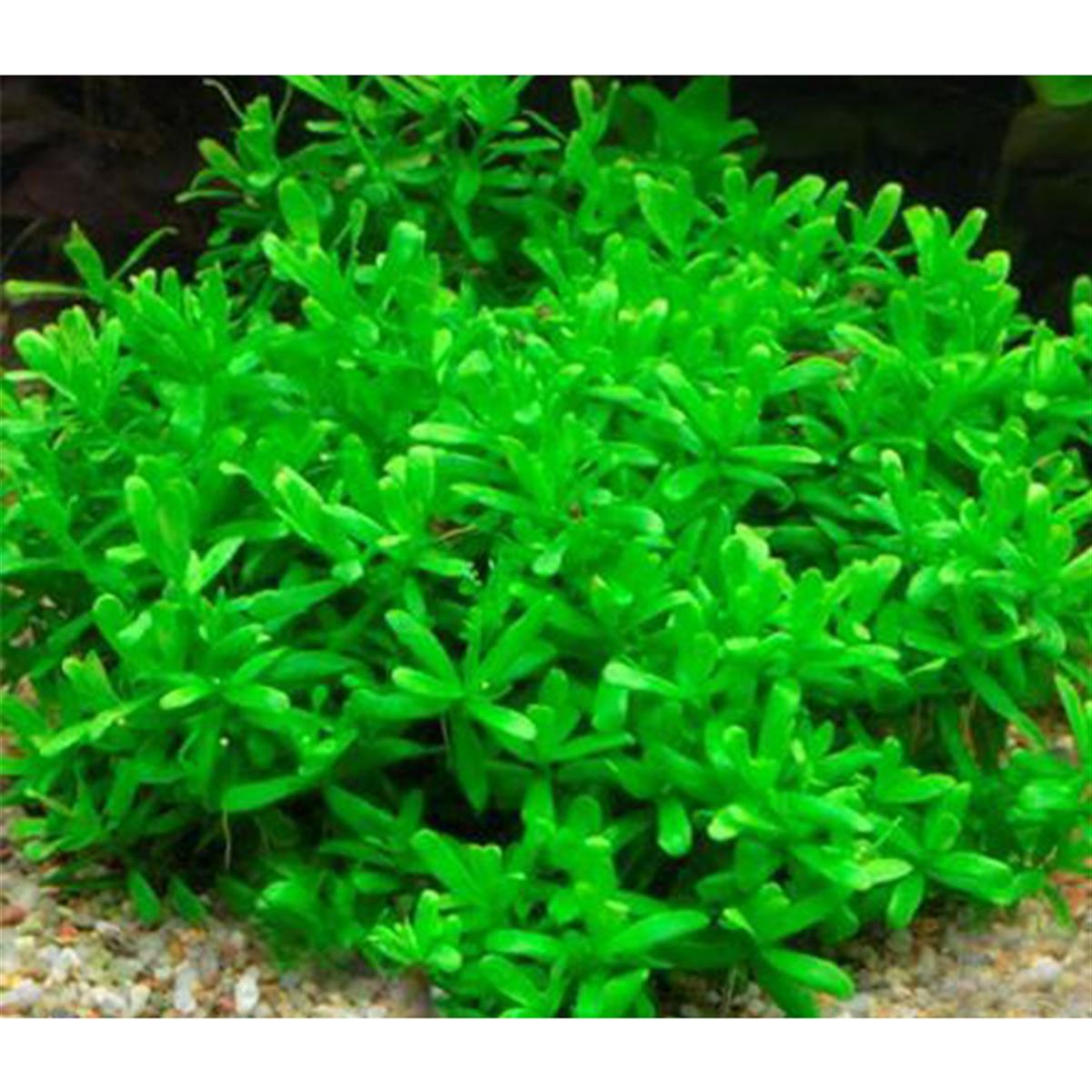 HEDYOTİS MİCROCARPEA IN VITRO 200 CC DEV KAVANOZH03
