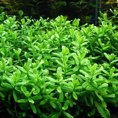 Hedyotis Salzmannii