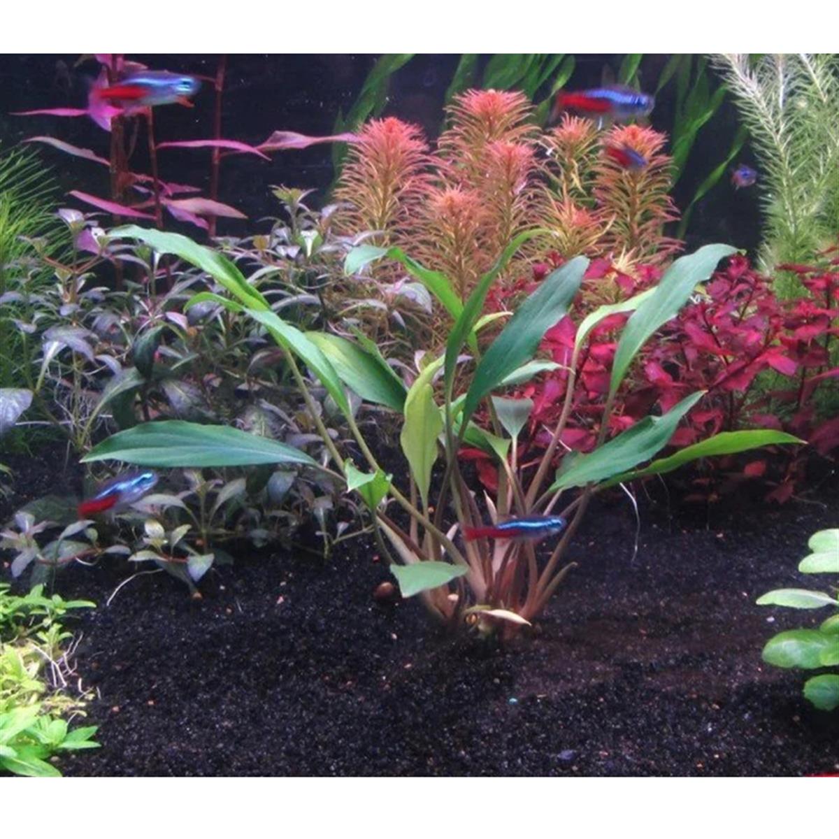 Homalomena Sekadau South IN VITRO 200 CC Dev KavanozH04