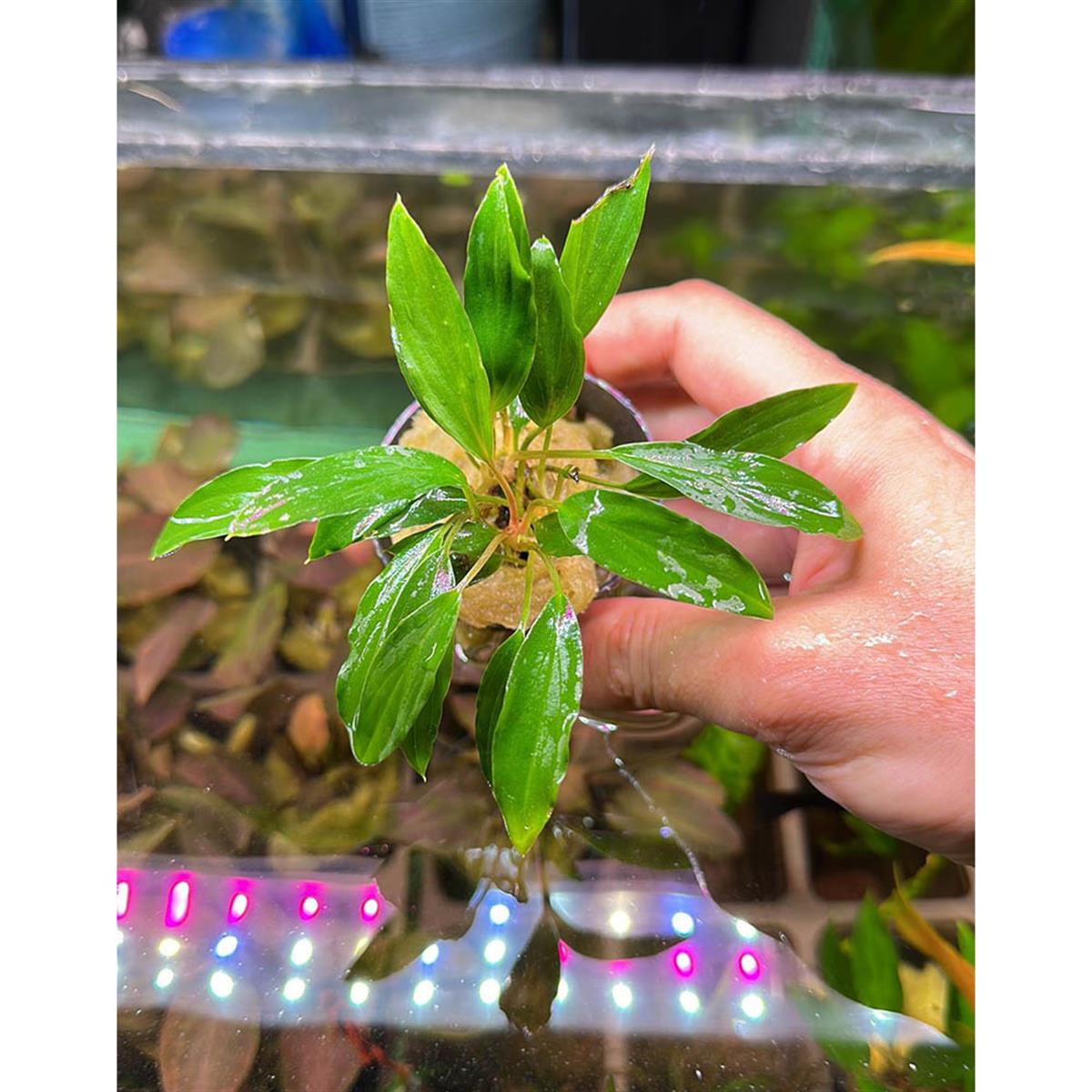 HOMALOMENA SP. SEKADAU SAKSIH04CRB
