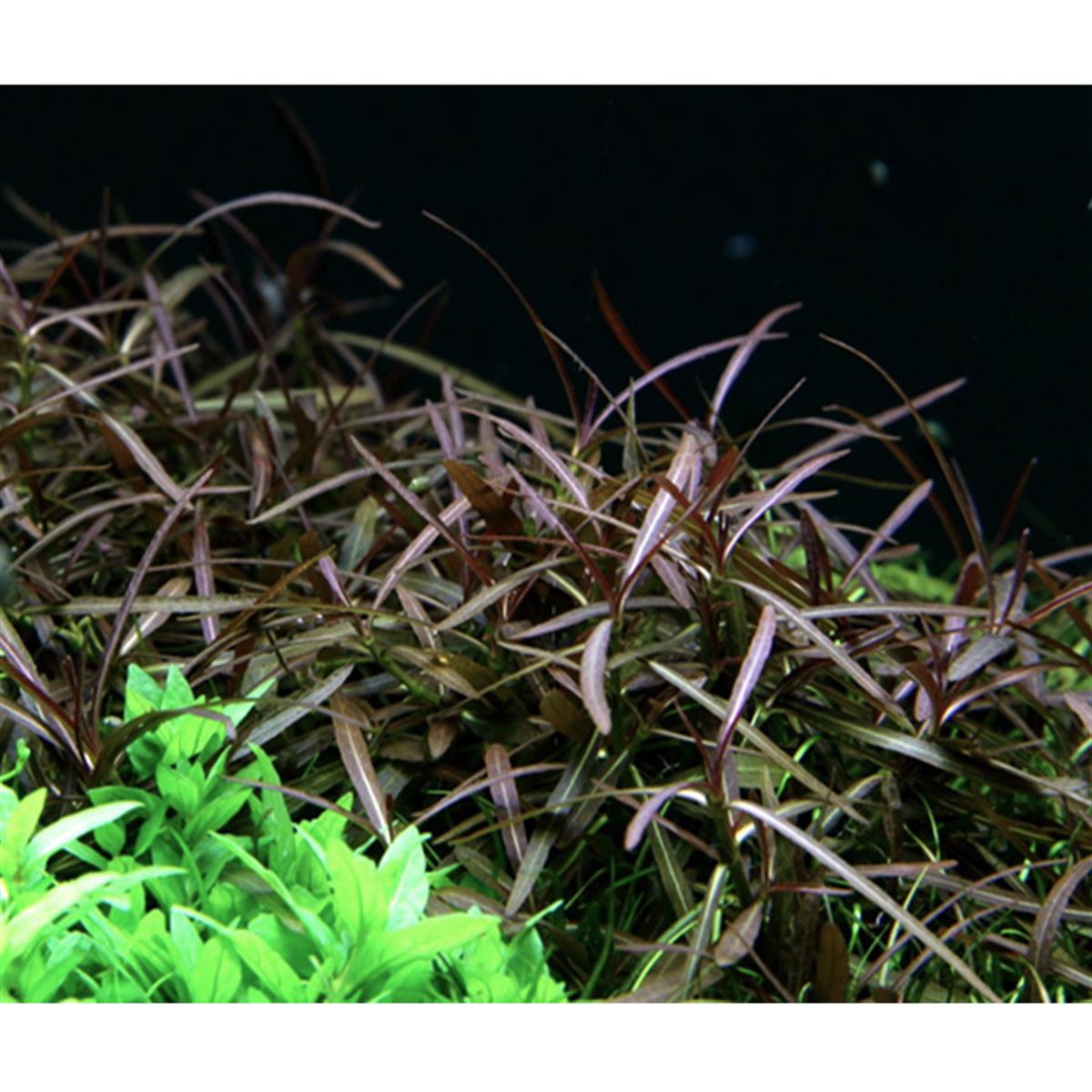 HYGROPHİLA LANSEASP1133A
