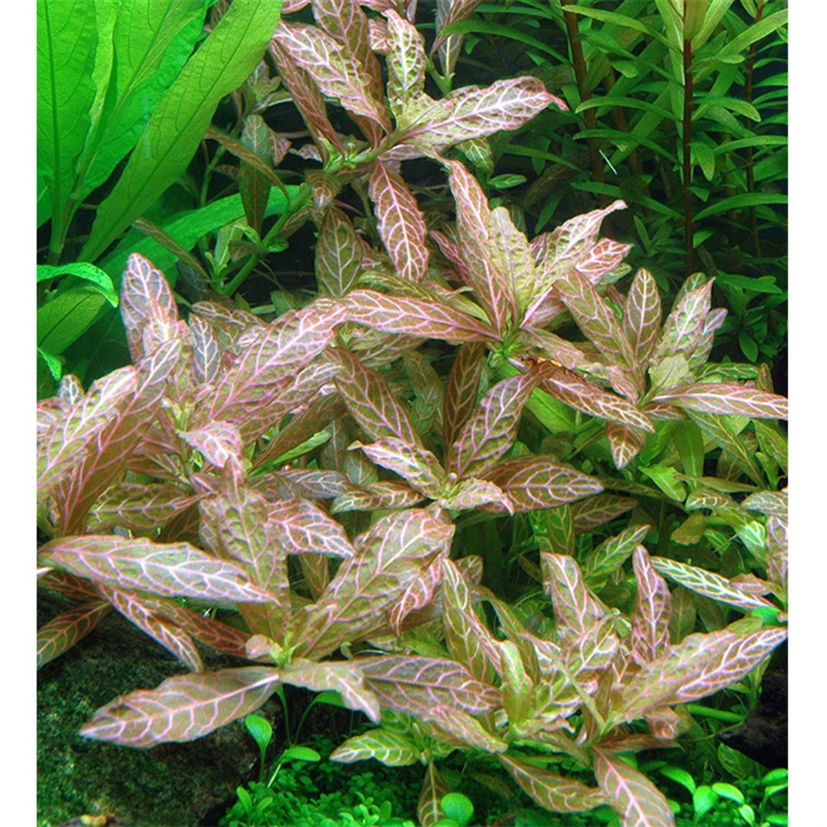 Hygrophila rosanervis (submerge)GLB334