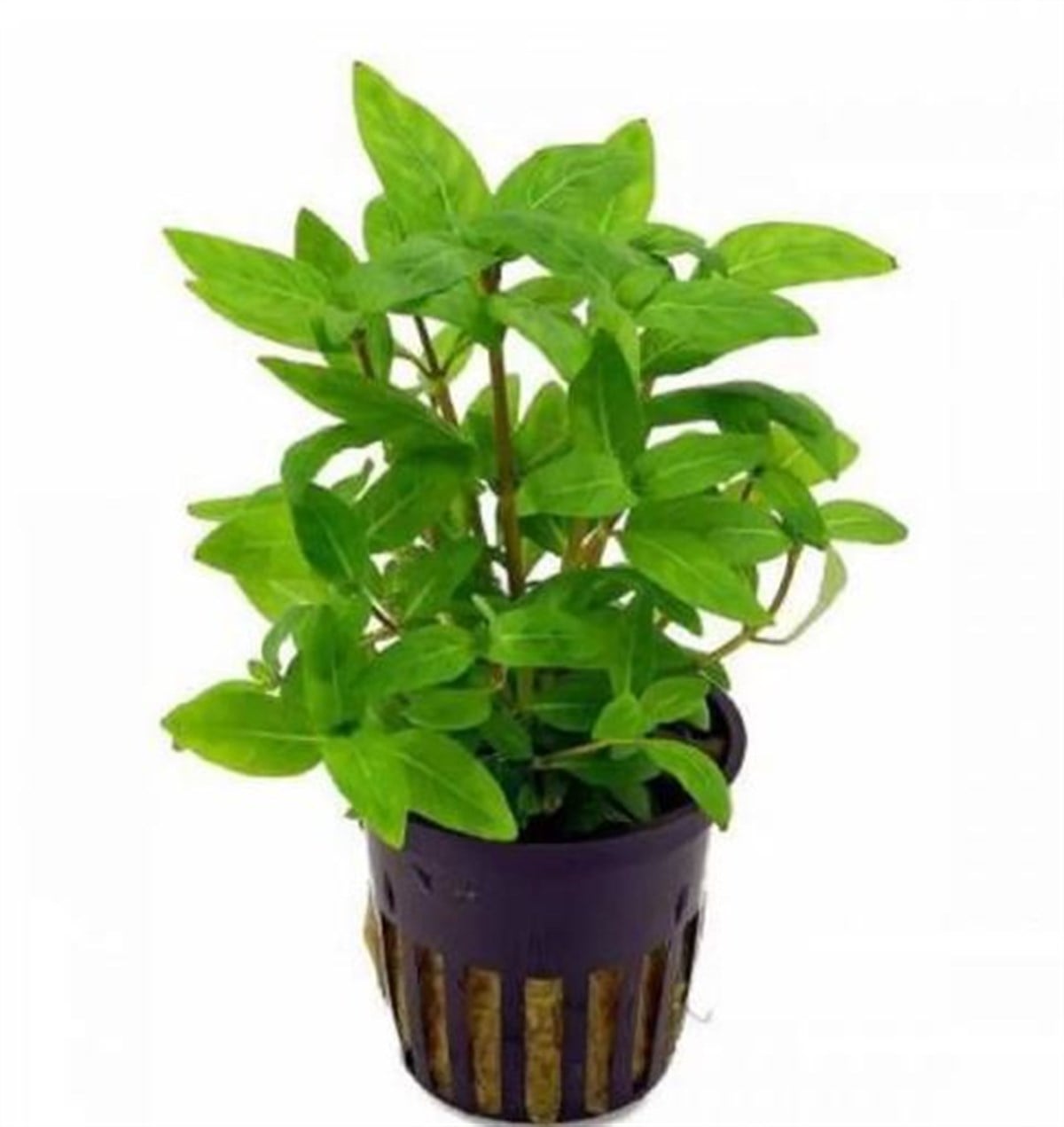 Hygrophila Sp. Staurogyne Repens Canlı Bitki