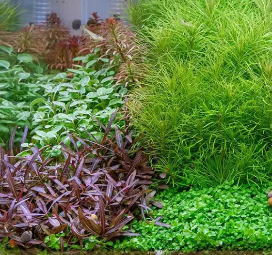 HYROPHİLA LANCEA ARAGUAİA BROWN SUGAR IN VİTRO 200 CCH47