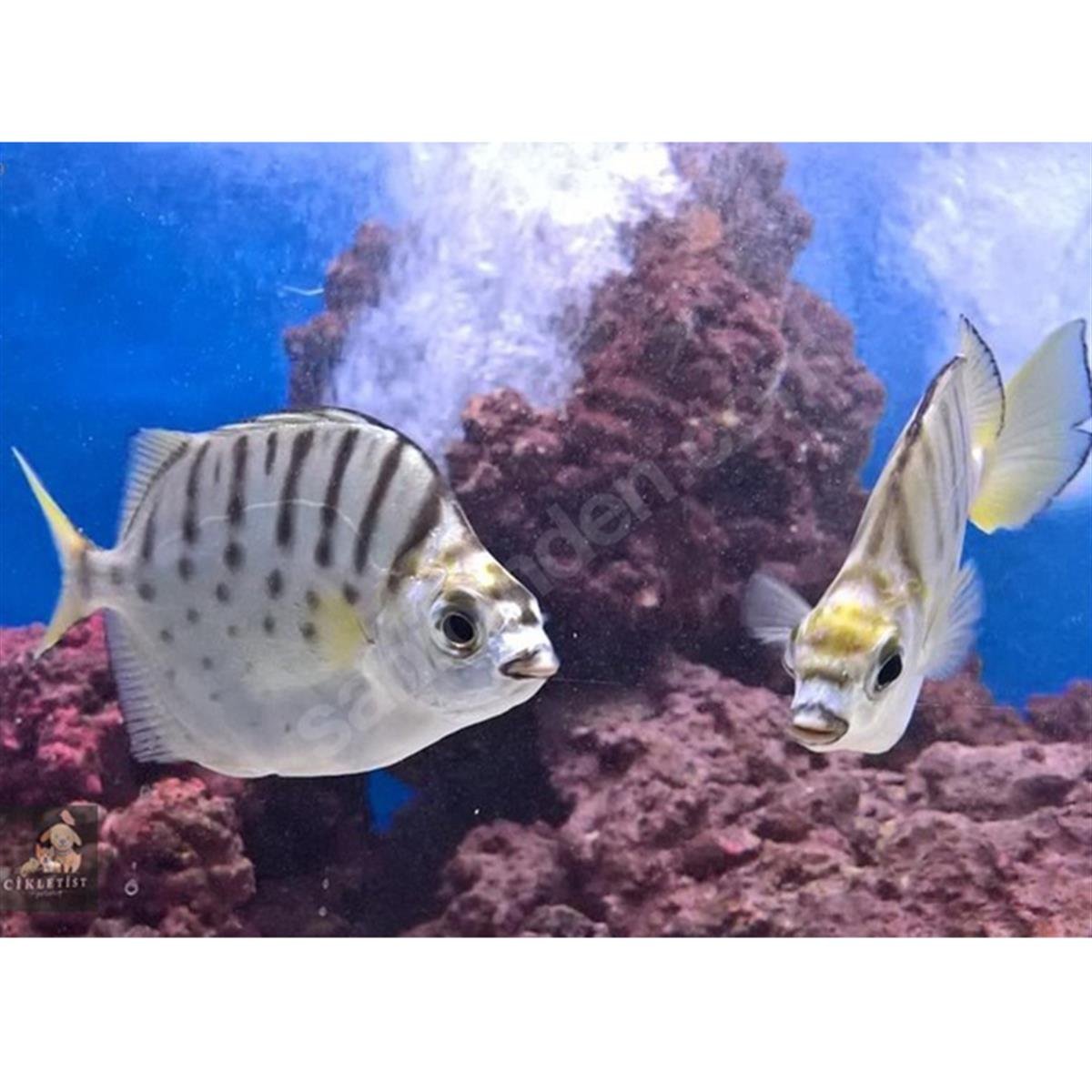 İTHAL ALTUM MELEK BALIKLARIcanlı-280
