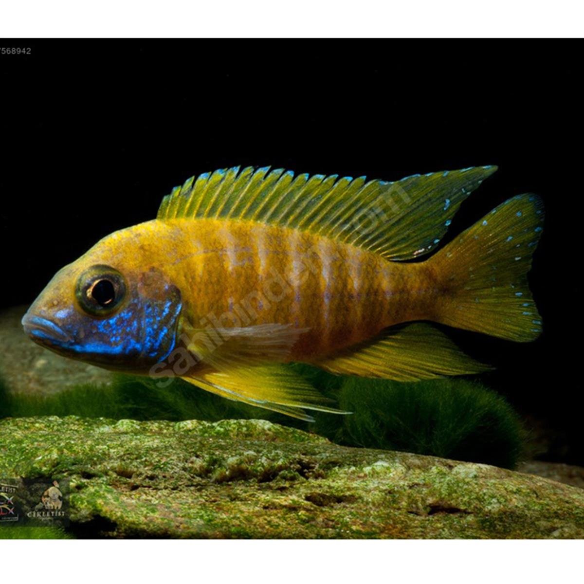 İTHAL SARI İMPARATOR CİKLETcanlı-276