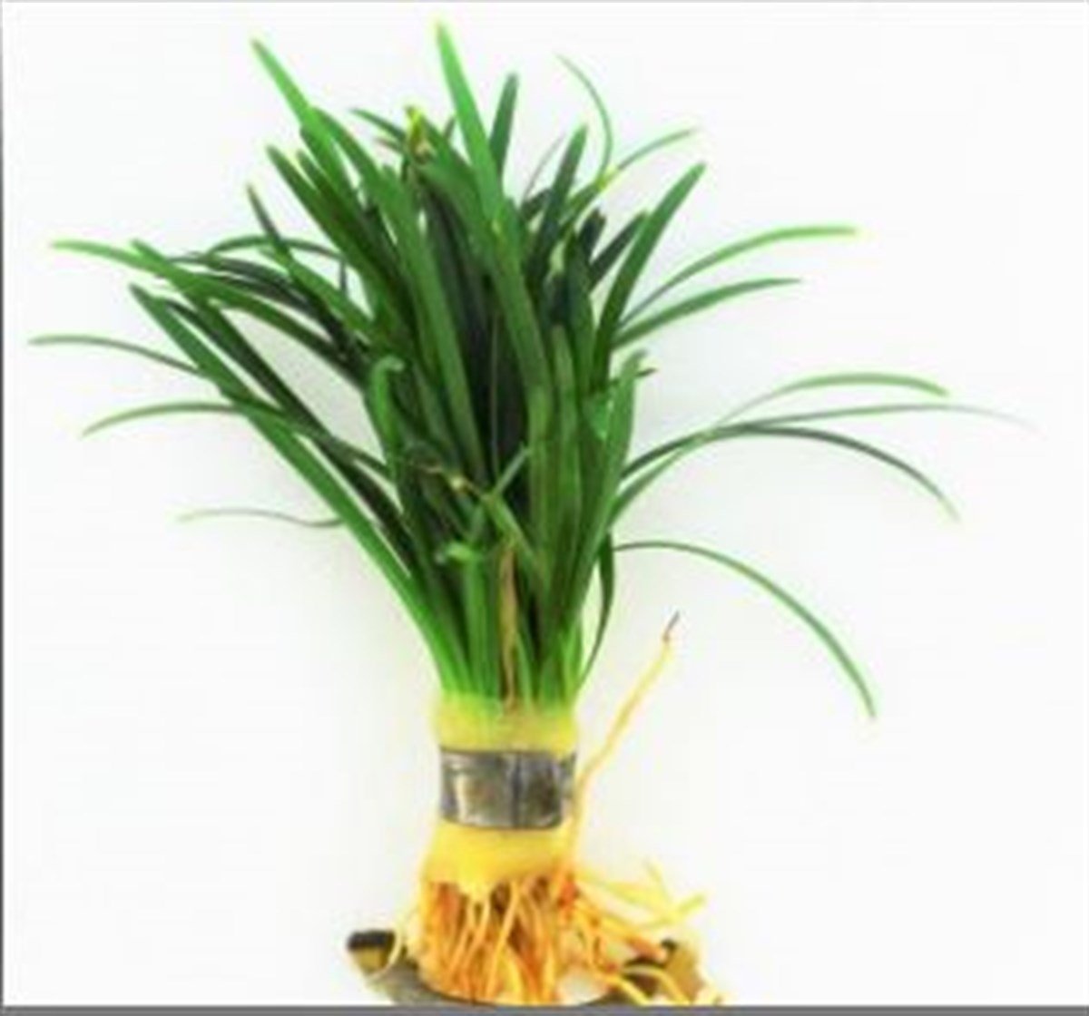 Japonica miniBuketJaponica-mini