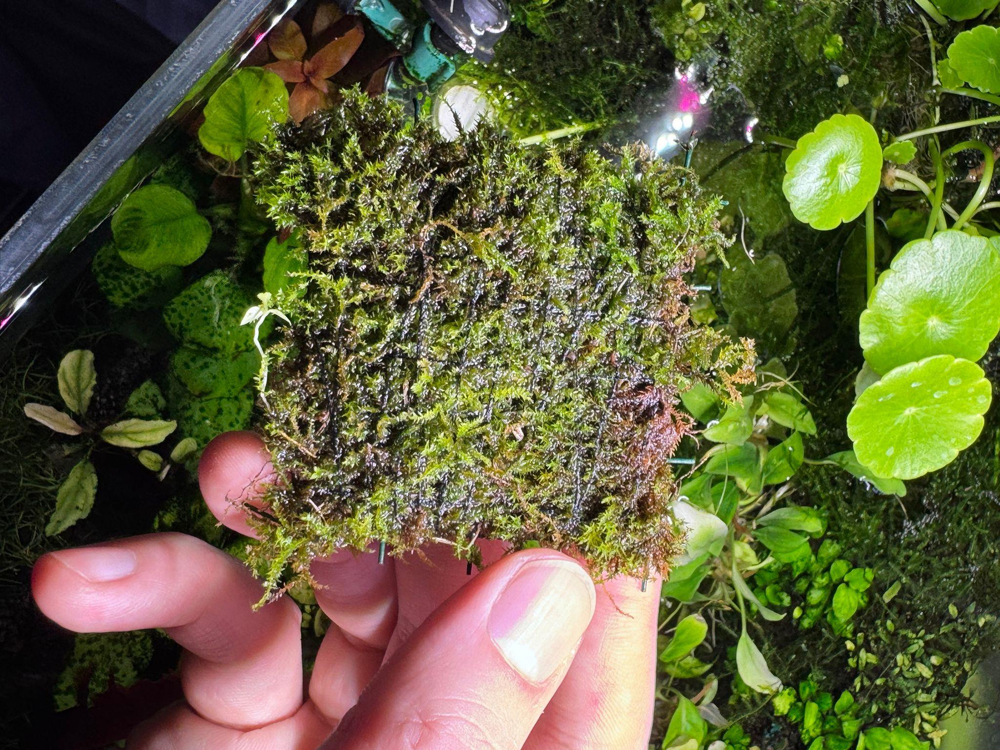 JAVA MOSS 6-6 TELE SARILIJVTL