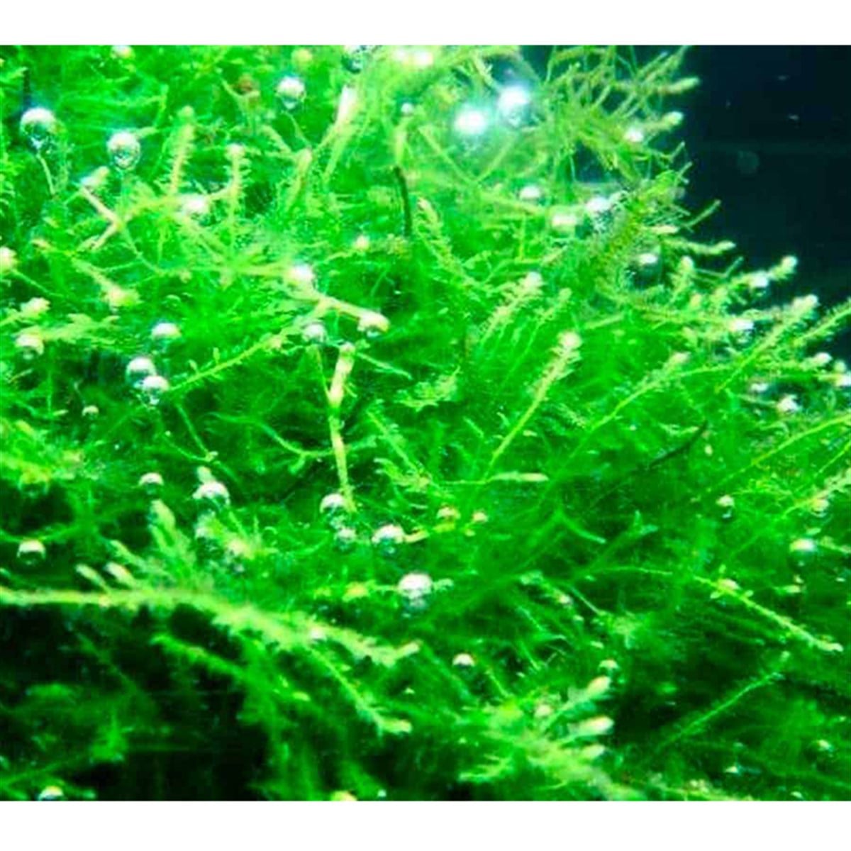 Java moss bitki-9349