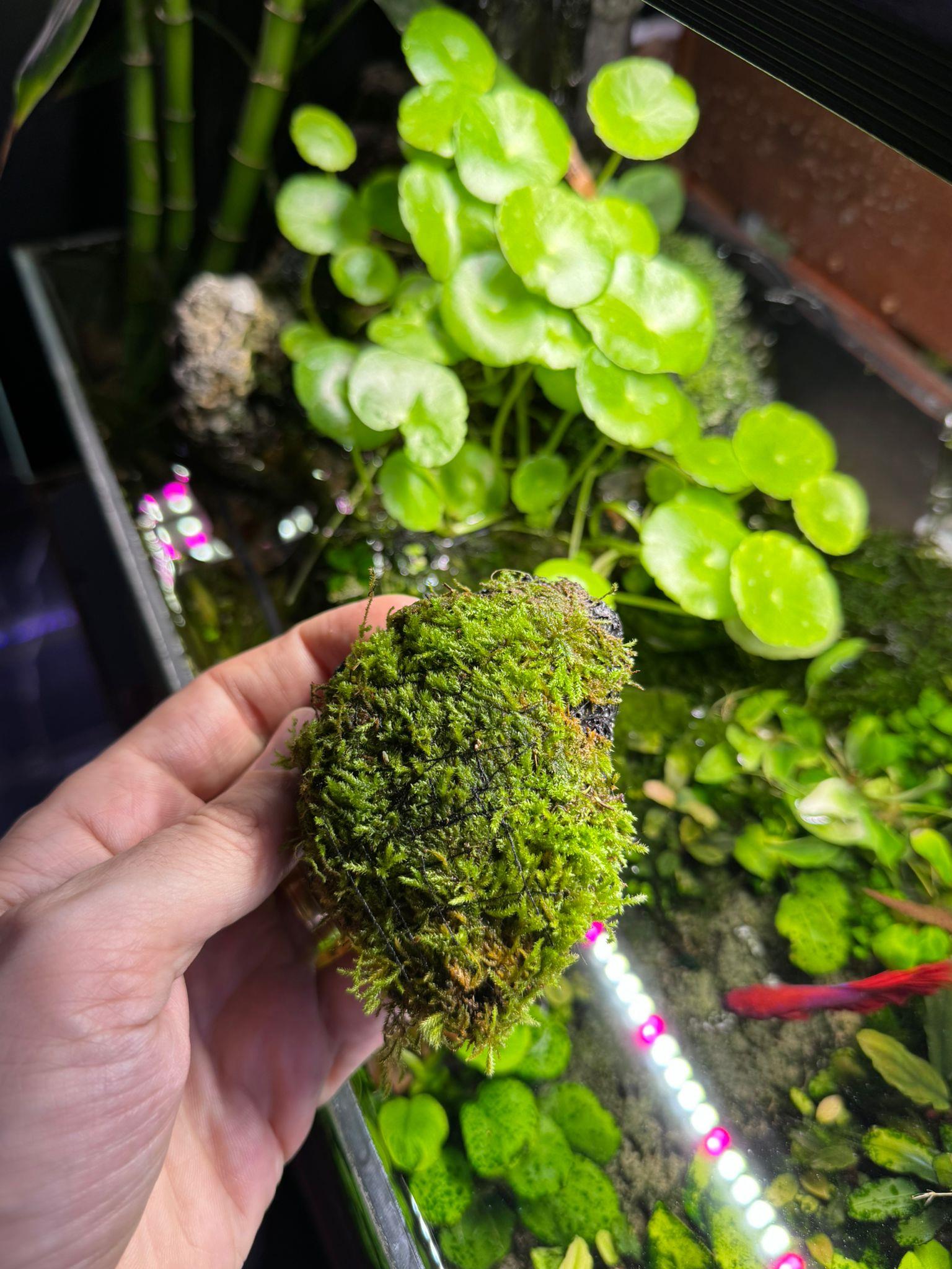 JAVA MOSS TAŞA SARILI 7-7JVTS