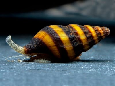 Katil Salyangoz Helena