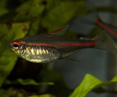 Kırmızı Neon Tetra