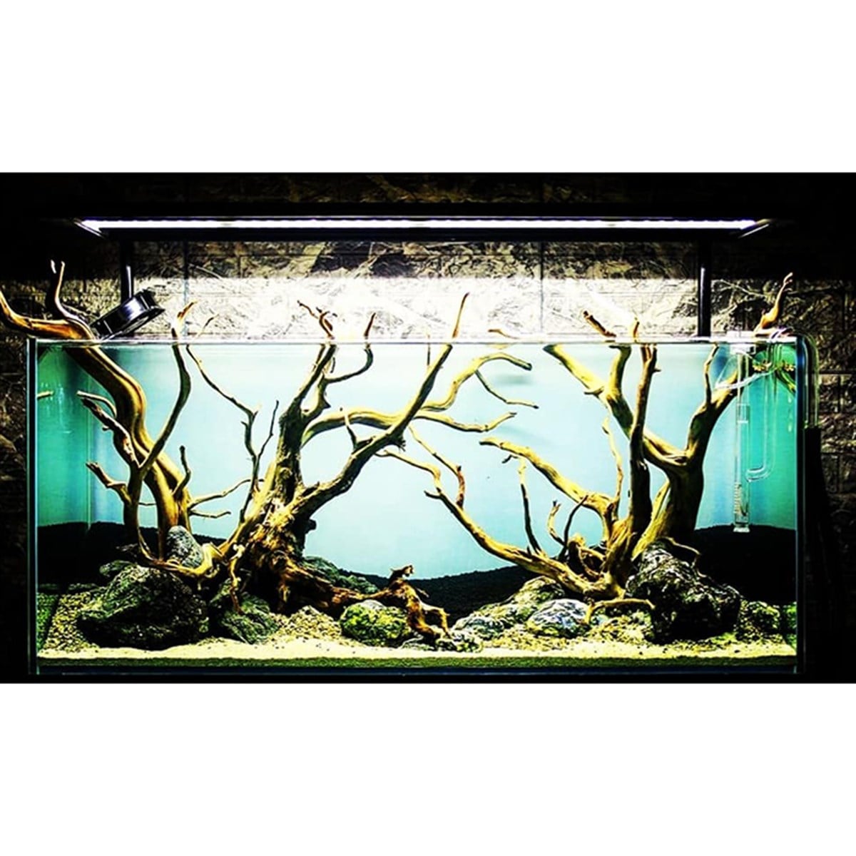 Koru Florya Low Tech AkvaryumTasarım19