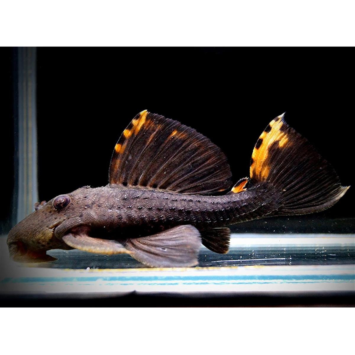 L-091 Leporacanthicus Triactiscanlı-338