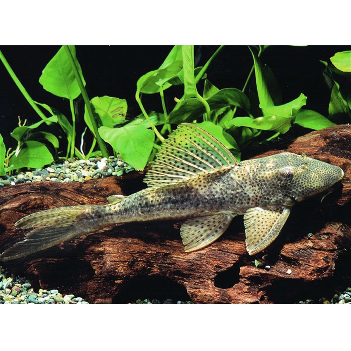 L-116 Hypostomus Spcanlı-334