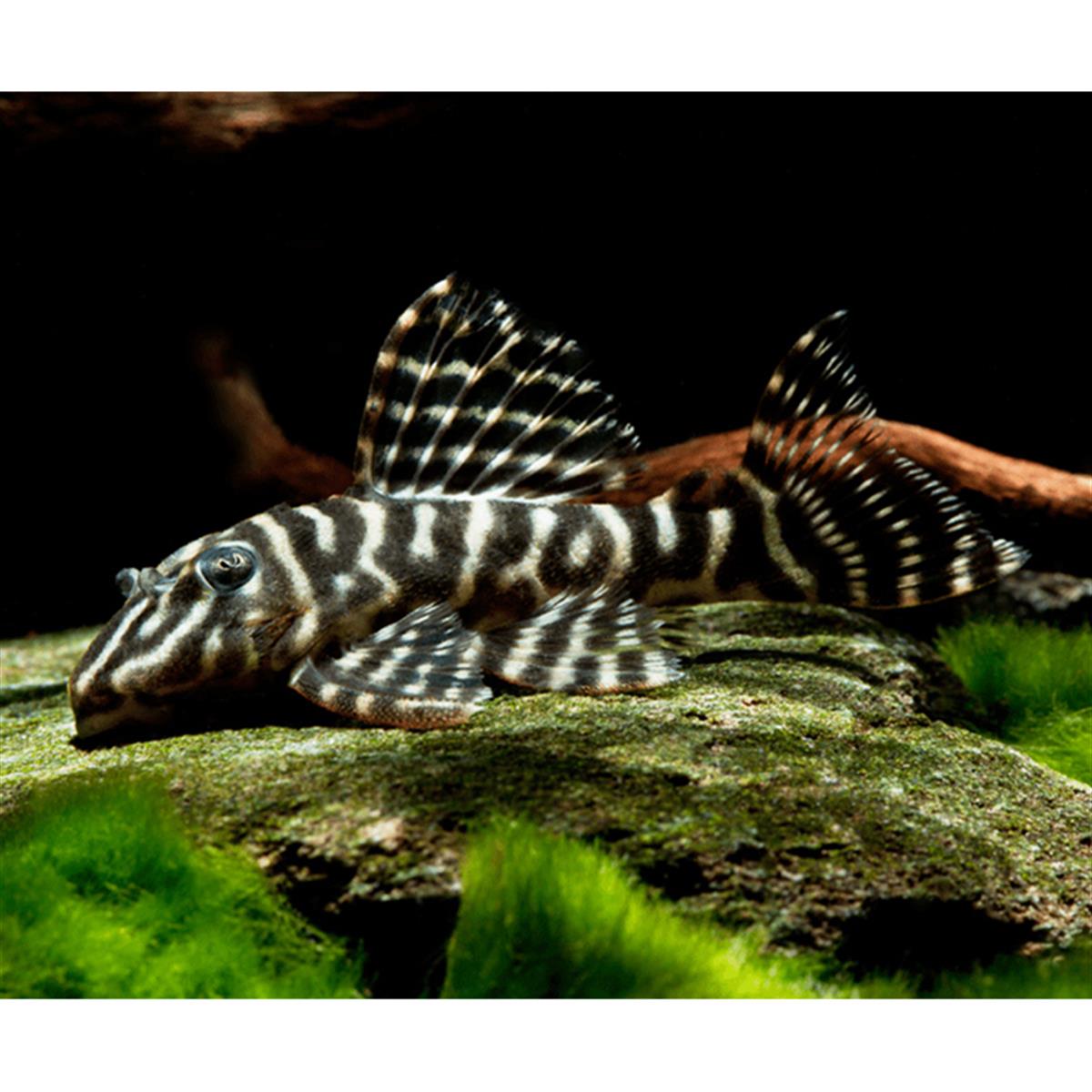 L-129 Zebra Plecocanlı-336