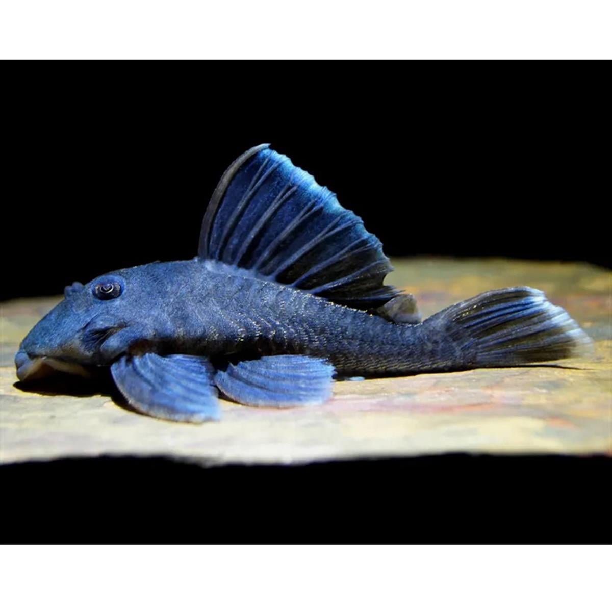 L-239 Blue Panaque Plecocanlı-346