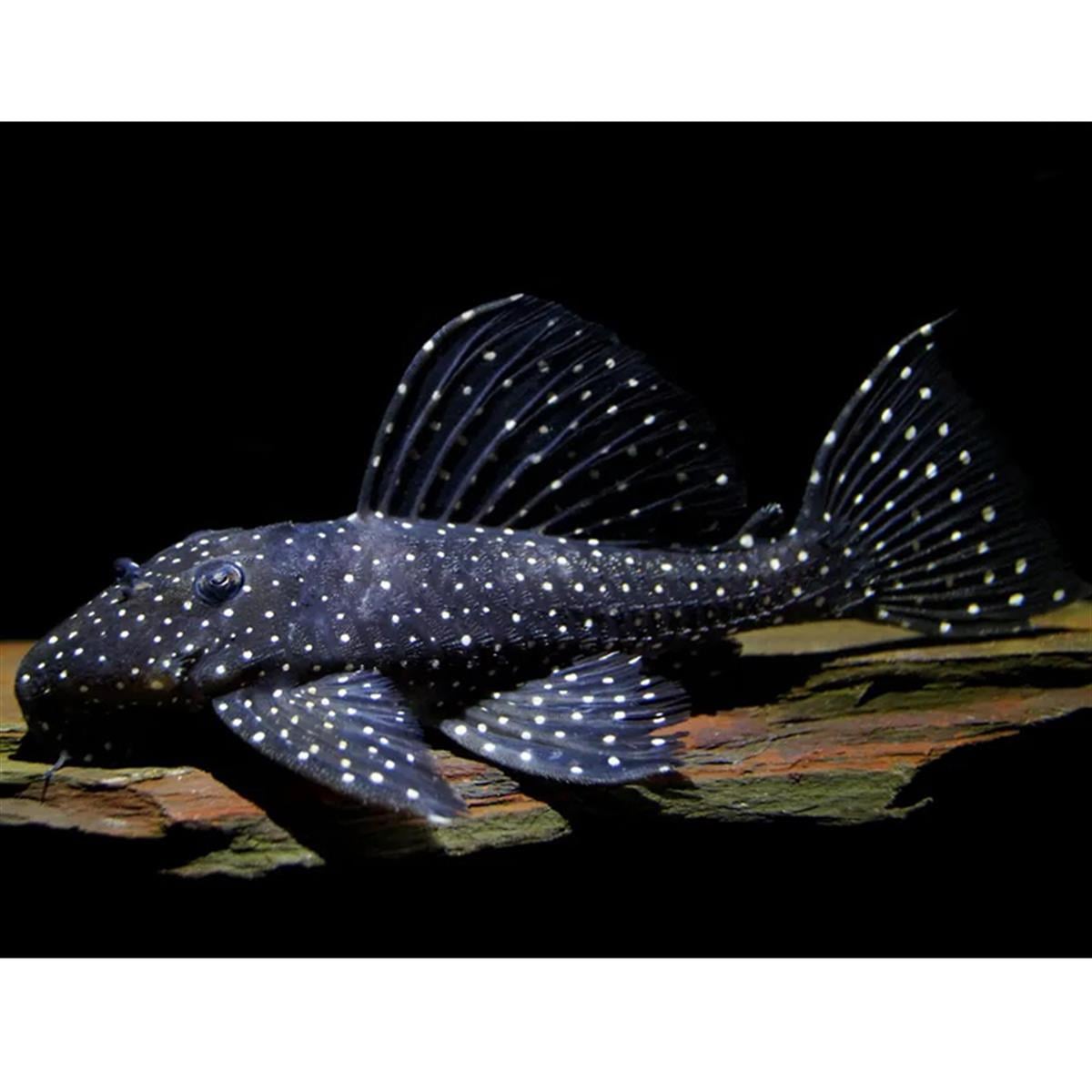 L-240 Vampir Plecocanlı-340