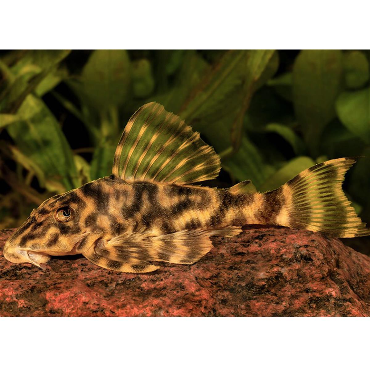 L-243 Peckoltia Sp.canlı-337