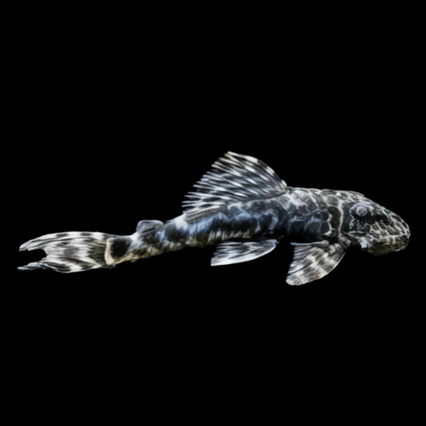 L127 ZEBRA FAKE-PECKOLTİA PLECO LUJANİ (7 CM)519495