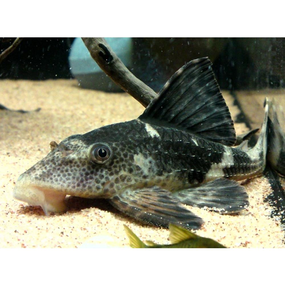 LDA-38 HYPOSTOMUS PLECOcanlı-405