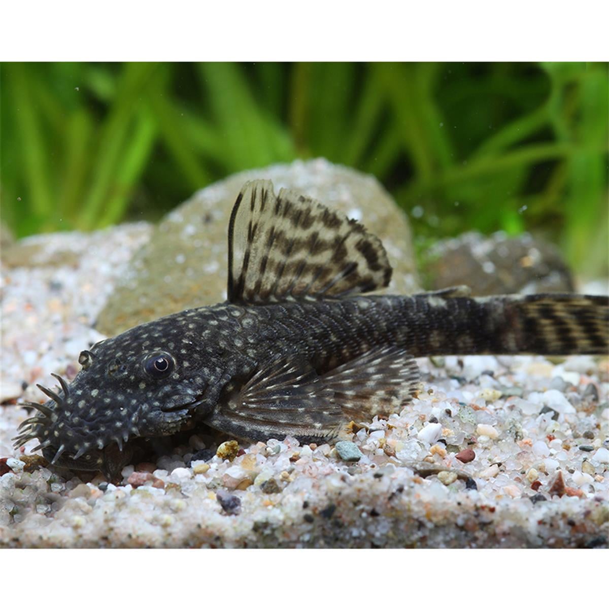 LDA-72 Ancistrus Triradiatuscanlı-344
