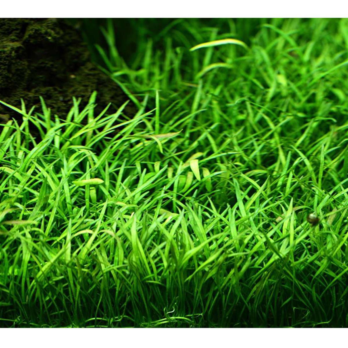 LİLAEOPSİS BRASİLİENSİS IN VITRO 200 CC DEV KAVANOZL02