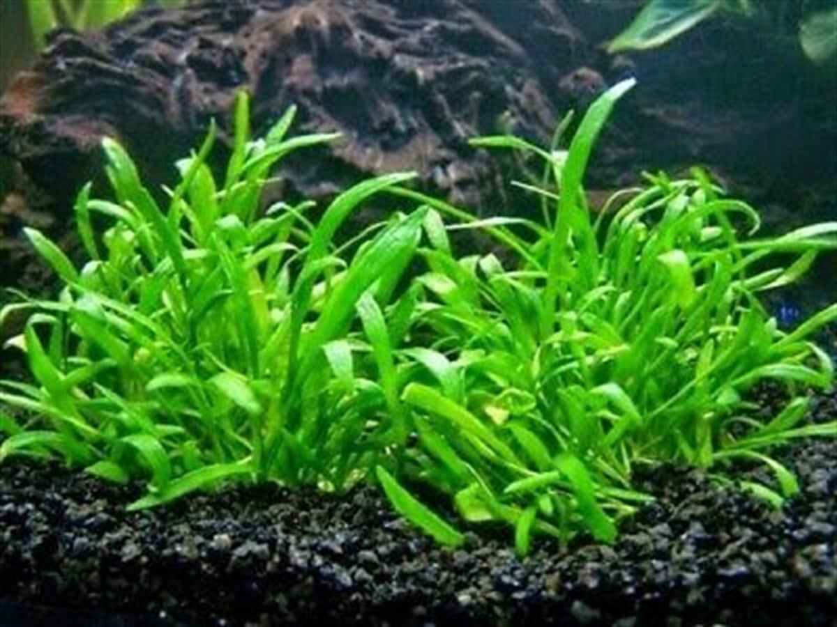 LİLAEOPSİS NOVAEZELANDİAE IN VITRO 200 CC DEV KAVANOZL04