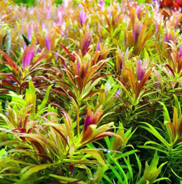 LİMNOPHİLA AROMATİCA MİNİ BUKET b704