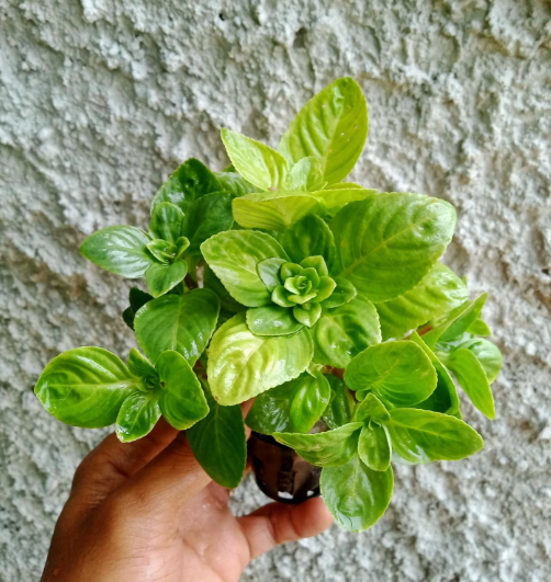Limnophila Rugosarugosa