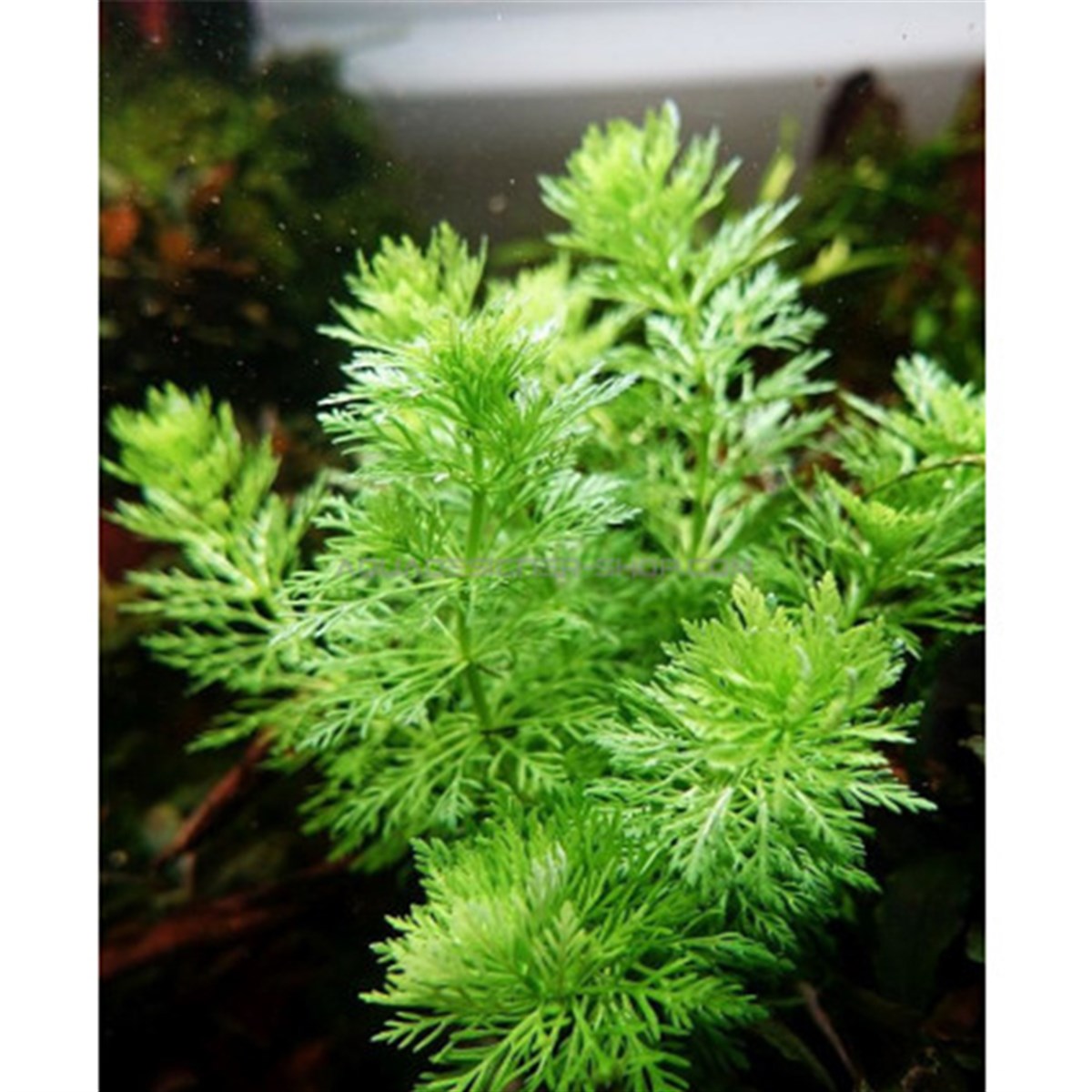 Limnophila sessilifolia (submerge)GLB367