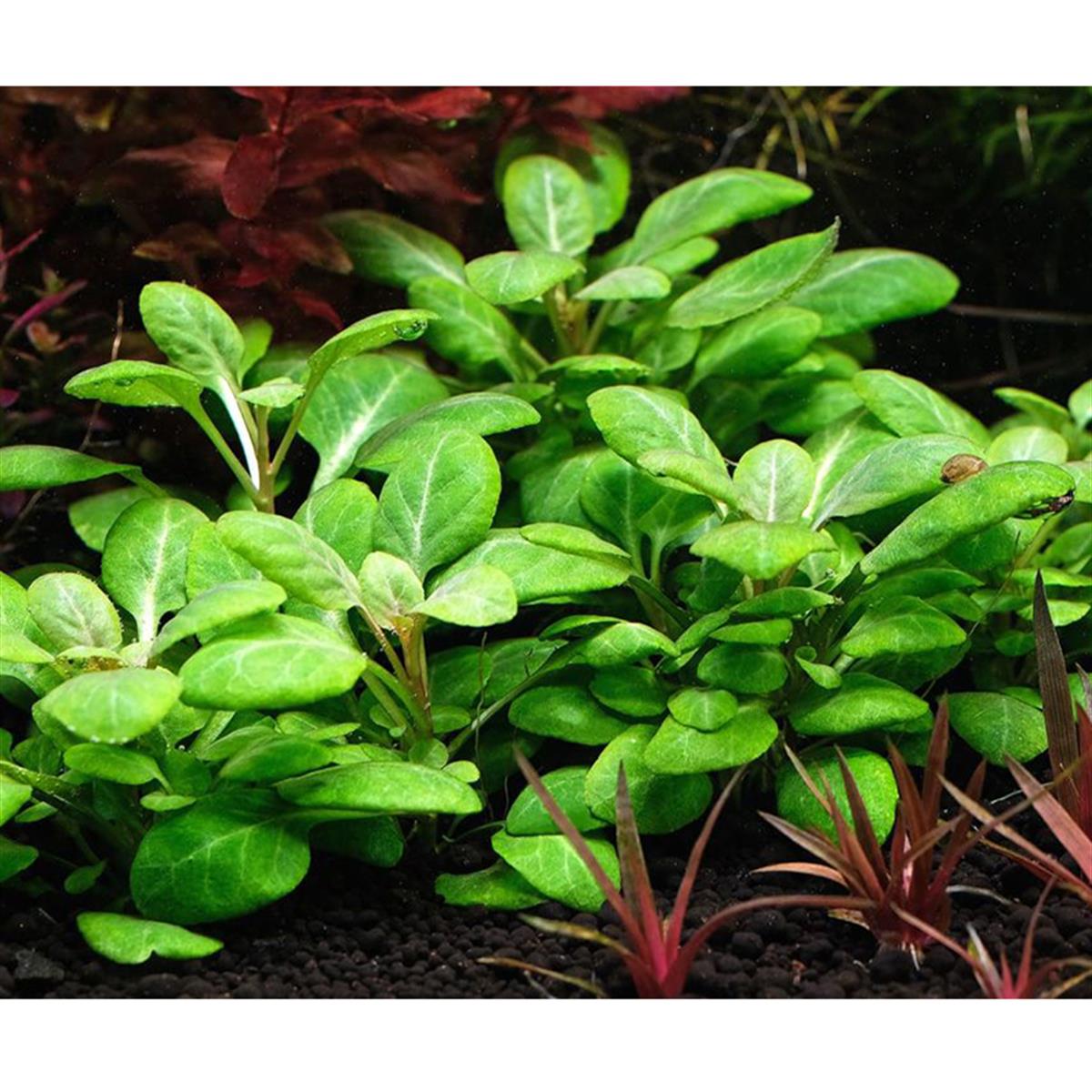 LOBELİA CARDİNALİS MİNİ IN VITRO 200 CC DEV KAVANOZL11