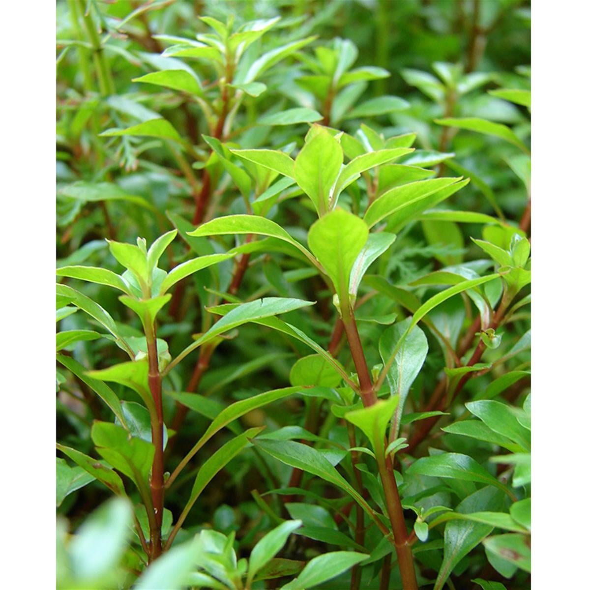 Ludwigia PalustrisSP1153
