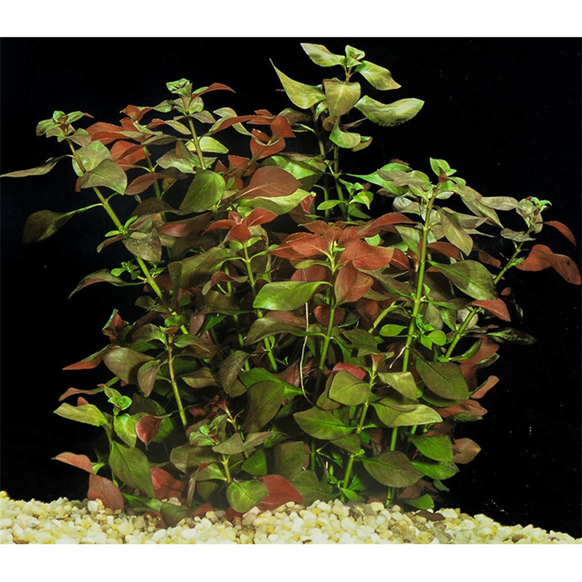 LUDWİGİA REPENSL22