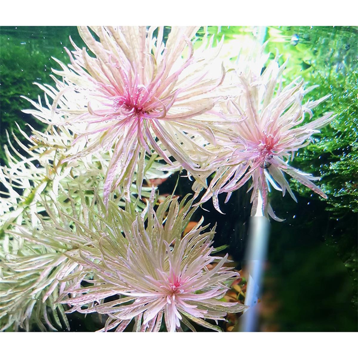 Ludwigia Sp. 
