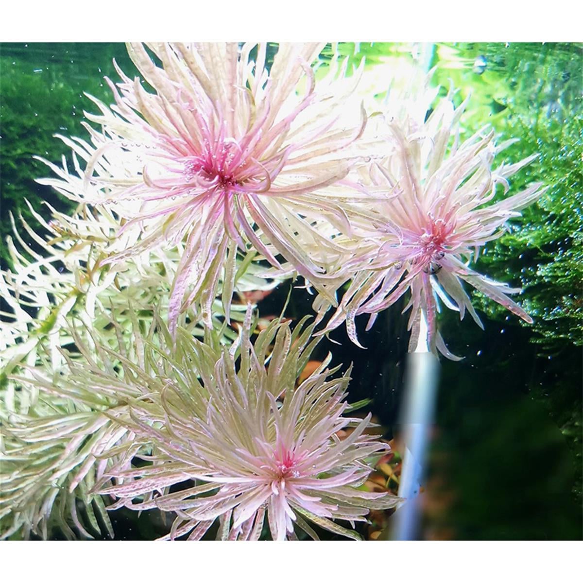Ludwigia Sp. 