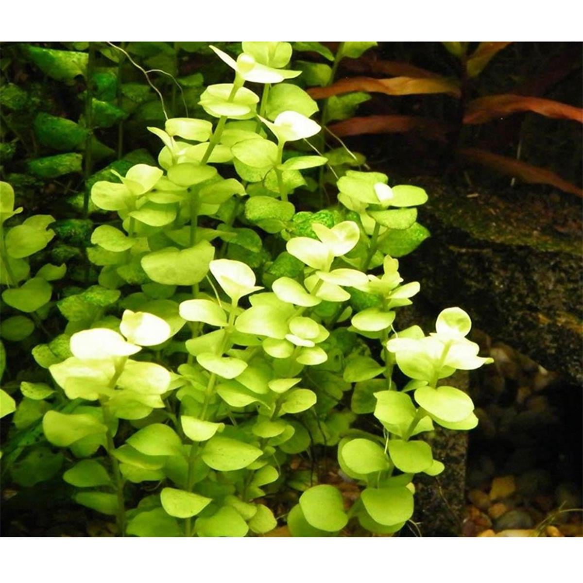 LYSİMACHİA NUMMULARİA AUREA  IN VITRO 200 CC DEV KAVANOZL24