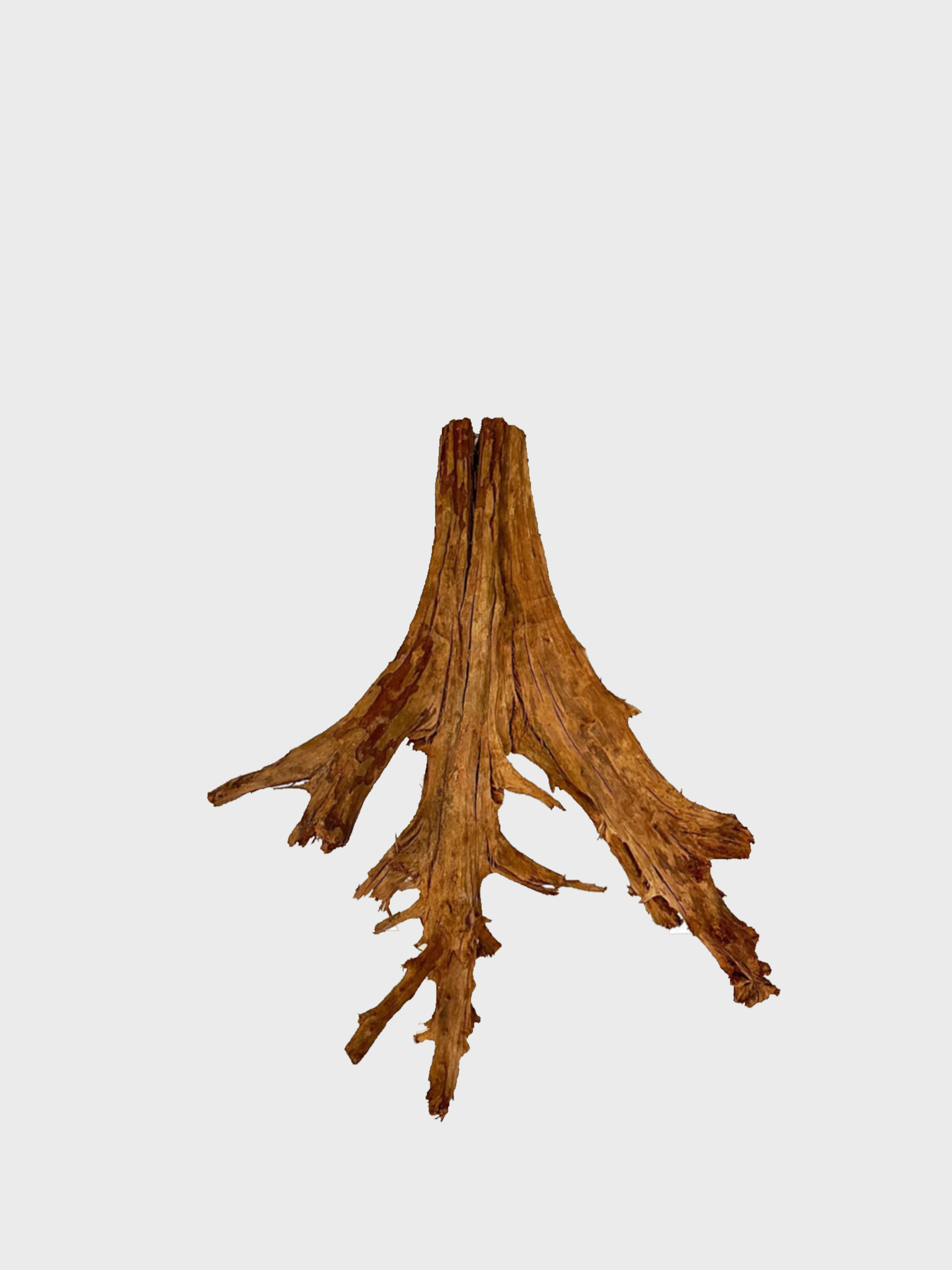 MANGROVE DEV-11990000194665