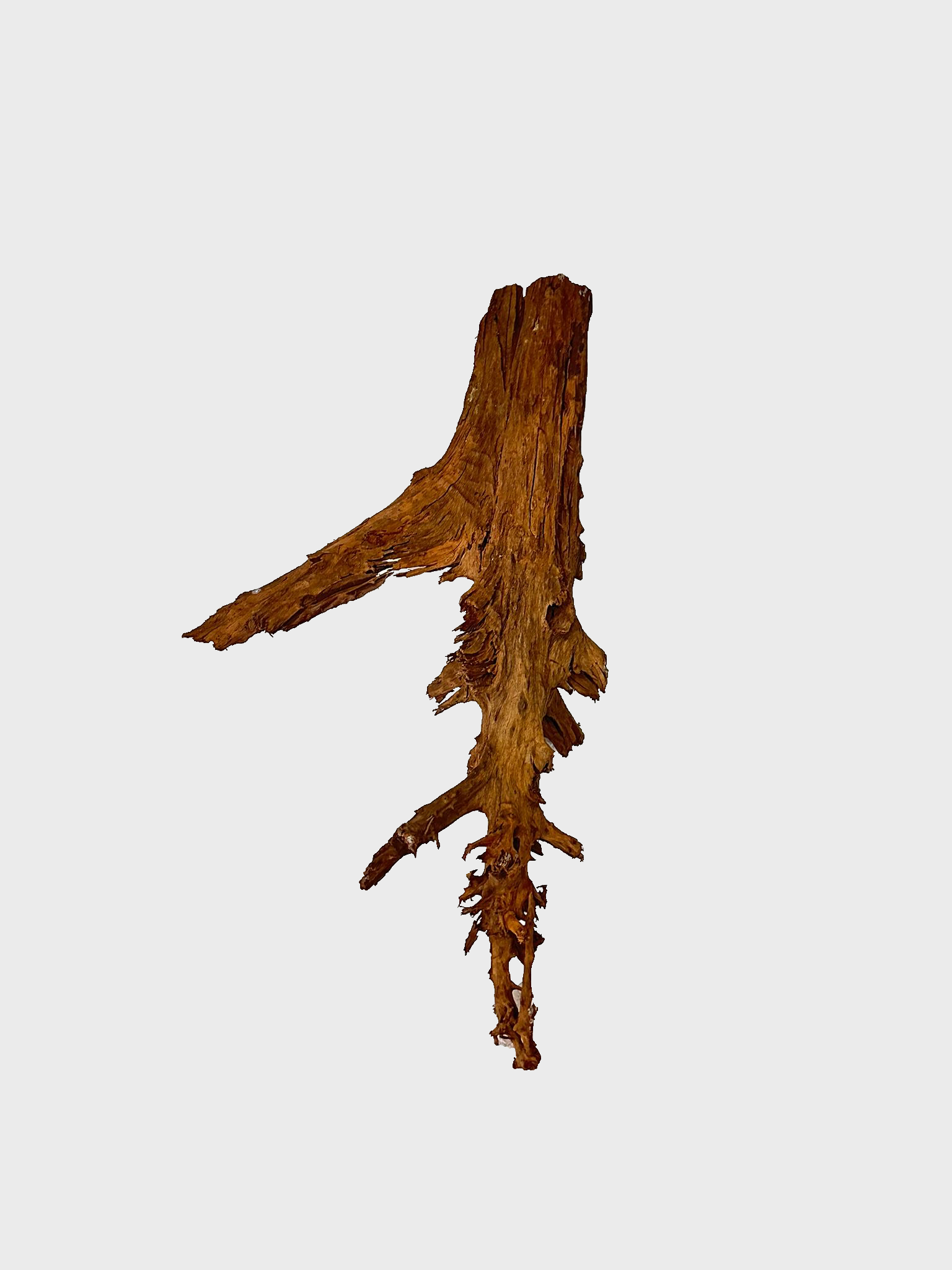 MANGROVE DEV-21990000194665